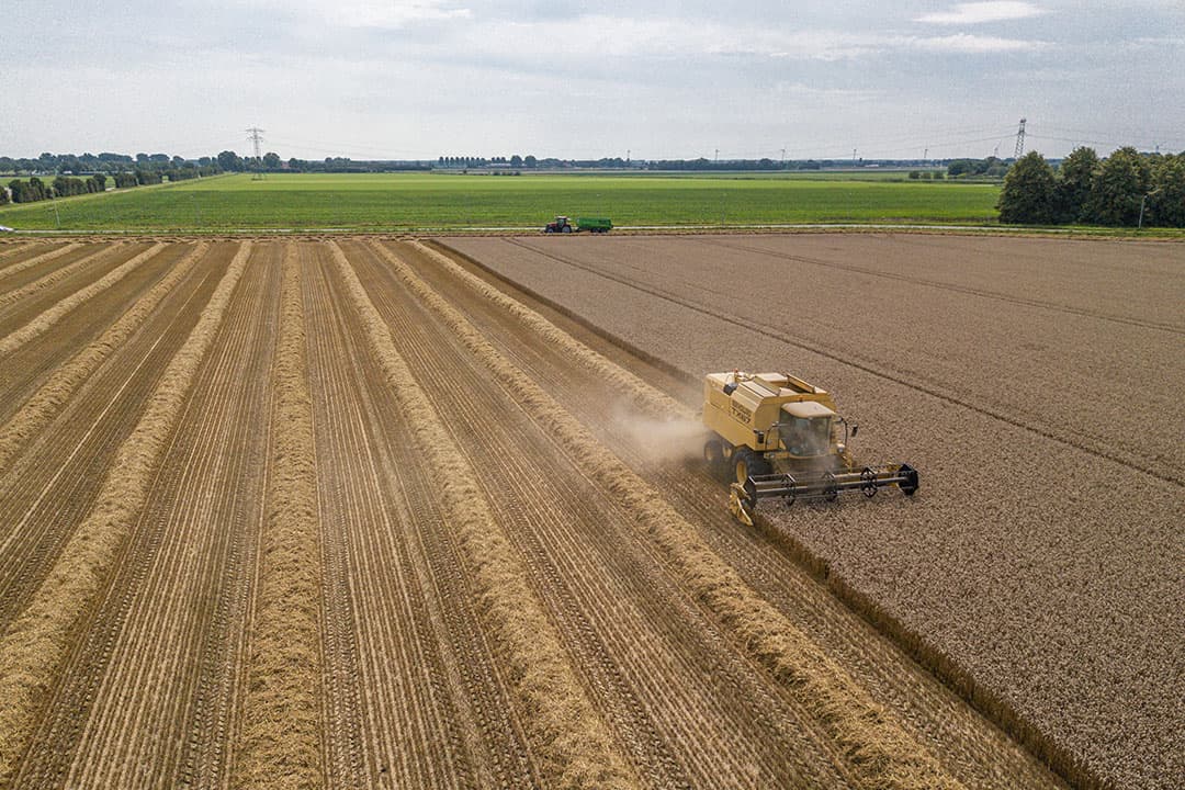 Het dorsen van tarwe, half augustus dit jaar in Den Bommel (Z.-H.). - Foto: Peter Roek