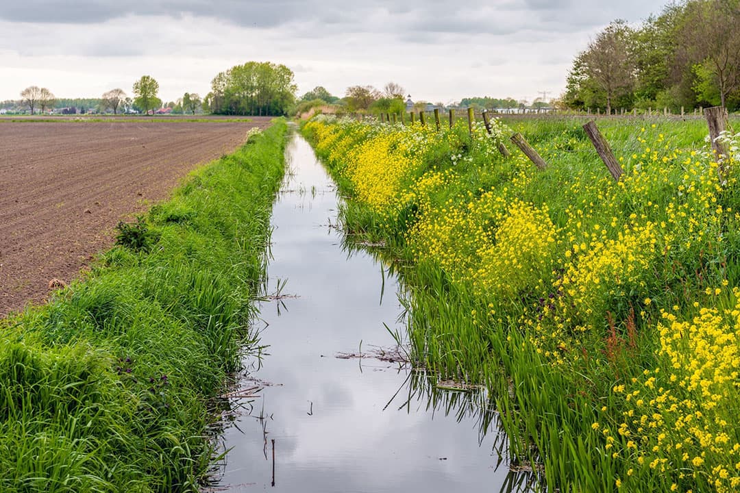 Waterschappen krijgen een belangrijke rol bij het bepalen van de breedte van de bufferstrook. - Foto: Canva