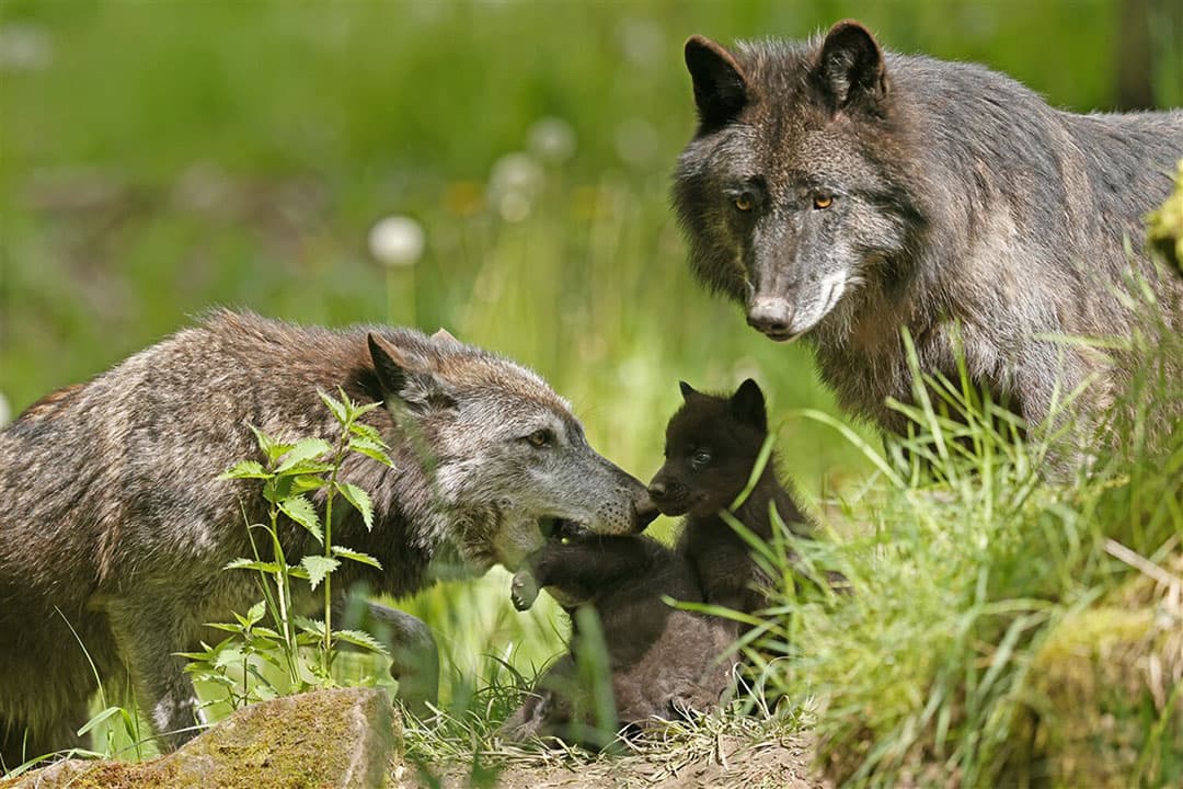 Foto: ANP