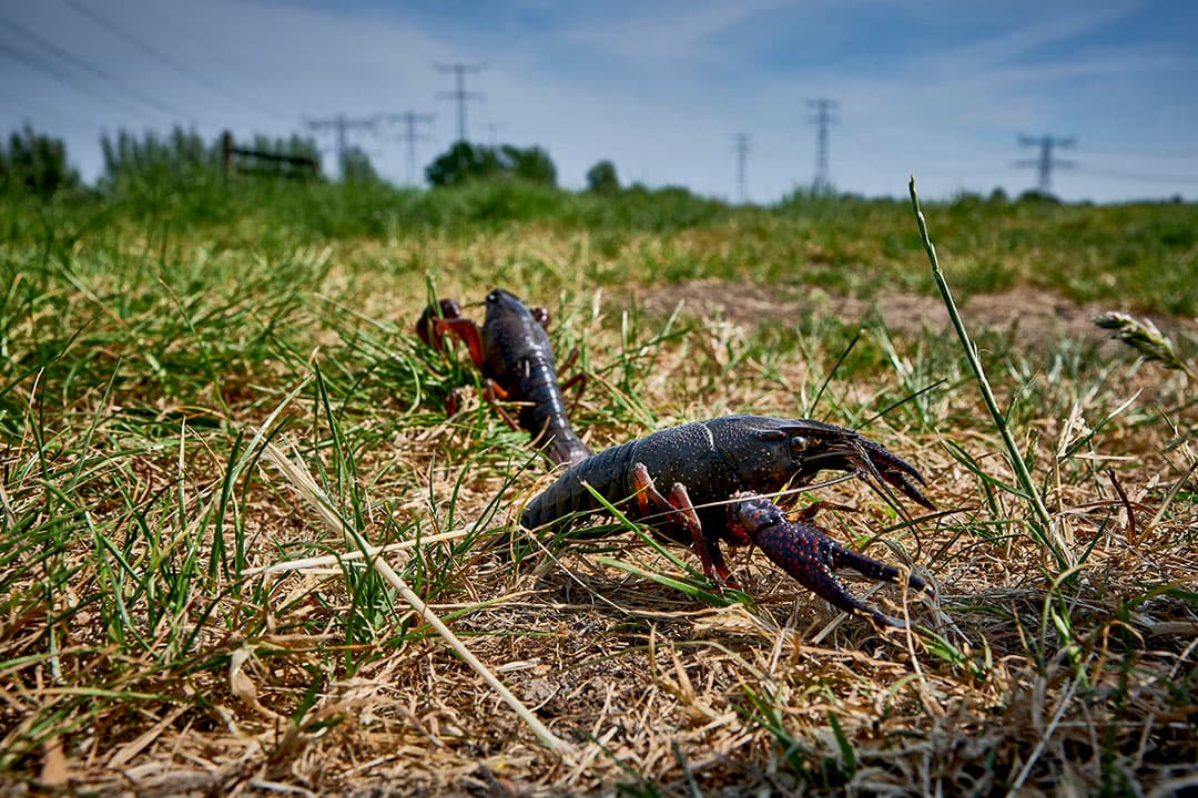 De Amerikaanse rivierkreeft heeft in enkele jaren tijd een enorme opmars gemaakt. - Foto: Roel Dijkstra