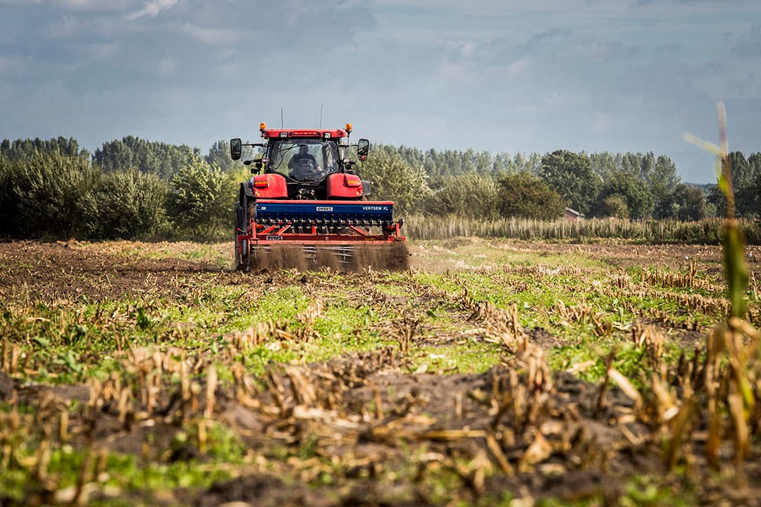 Minister Schouten staat maistelers toe op zand- of löss uiterlijk 31 oktober een vanggewas na mais in te zaaien. Foto: Koos Groenewold