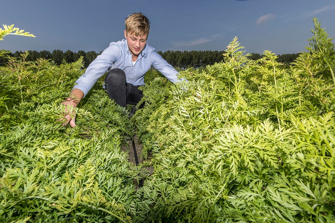 Te zien is hoe hoog het druppelwater in de peenrug dringt. - Foto: Koos Groenewold