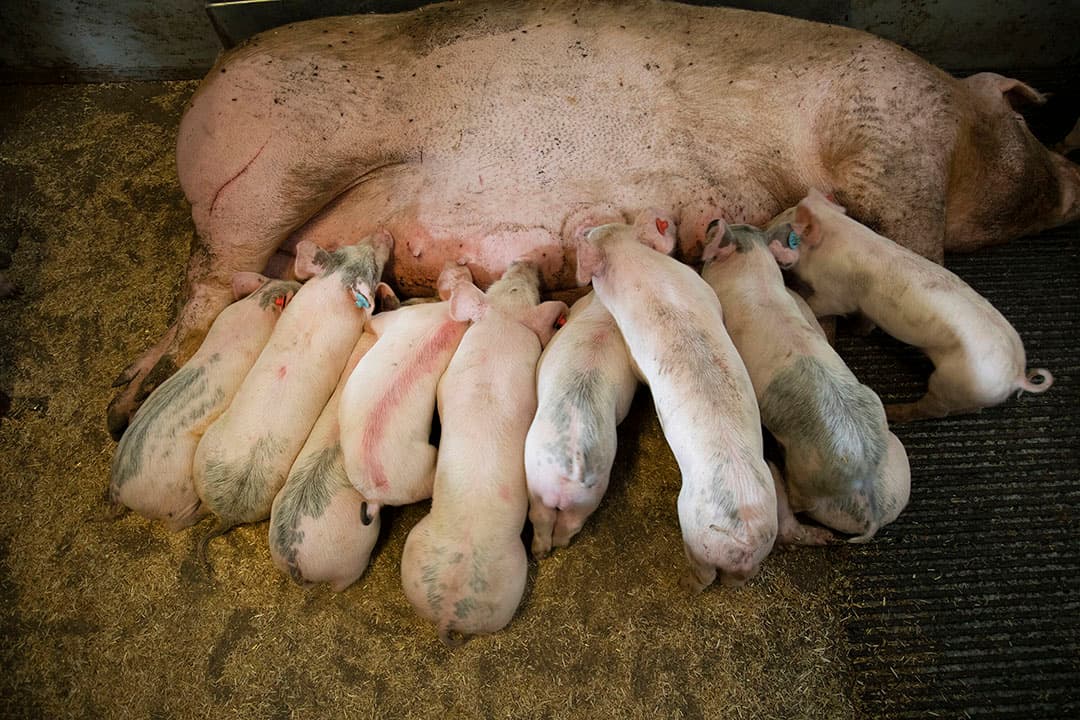 De gevolgen van coccidiose zijn voornamelijk zichtbaar bij zogende biggen. - Foto: Hans Banus
