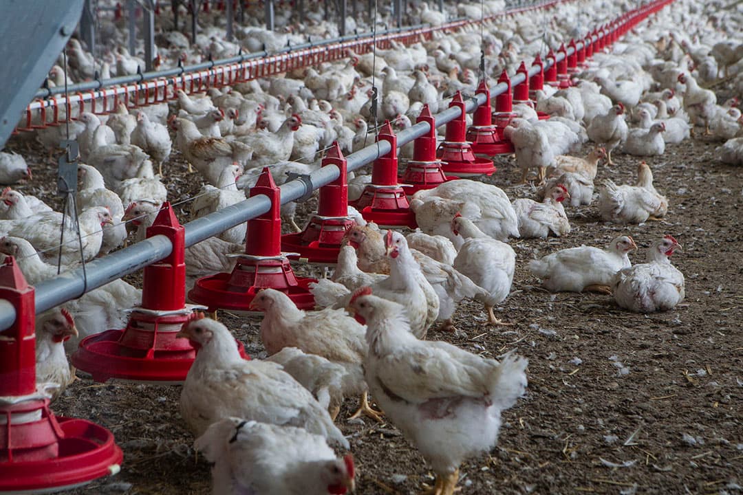 "Het welzijn van onze dieren kent de hoogste standaard in de wereld", stellen de pluimveeorganisaties verenigd in Avined. - Foto: Ronald Hissink