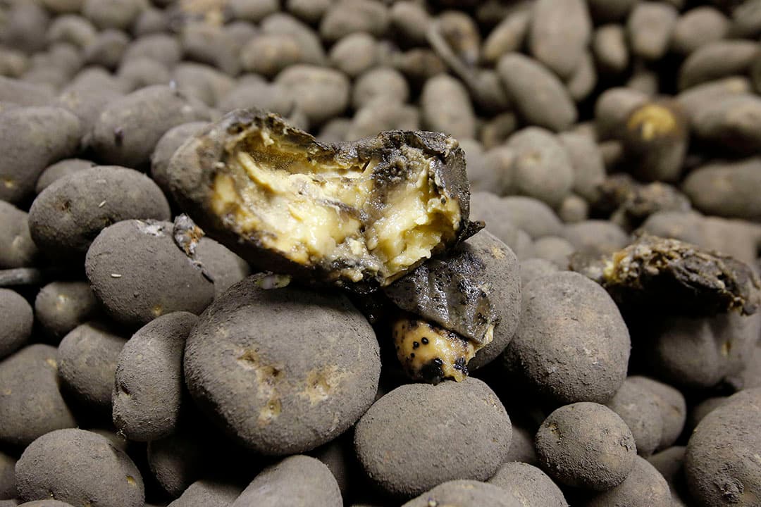 'Rottende aardappels zien we terug in de aardappelbewaring.' - Foto: Bert Jansen