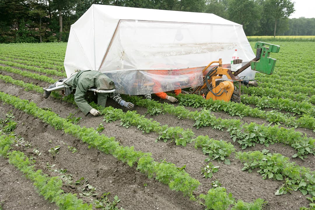 Onkruid wieden in biopeen, nu nog met de hand. - Foto: Jan Willem Schouten