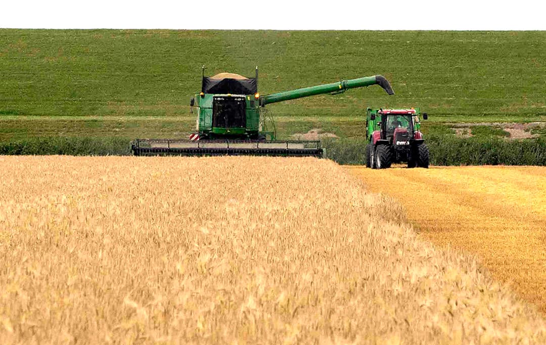 De minister wil vanaf volgend jaar boeren verplichten eens in de vier jaar een rustgewas te telen, zoals granen of gras. - Foto: Koos van der Spek