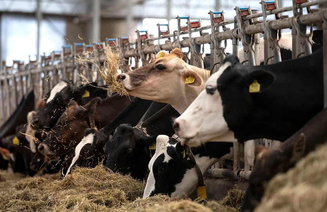 Een agrarische inkoopcoöperatie levert ongeveer hetzelfde als een aankoopcoöperaties: krachtvoer, boerderijbenodigdheden en kunstmest. - Foto: Mark Pasveer