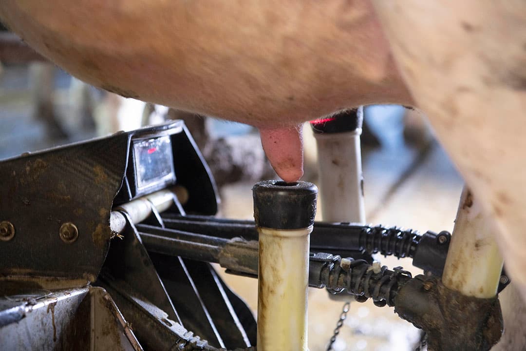 De automatische melksystemen beslaan nu ruim 29% van de markt. - Foto: Mark Pasveer