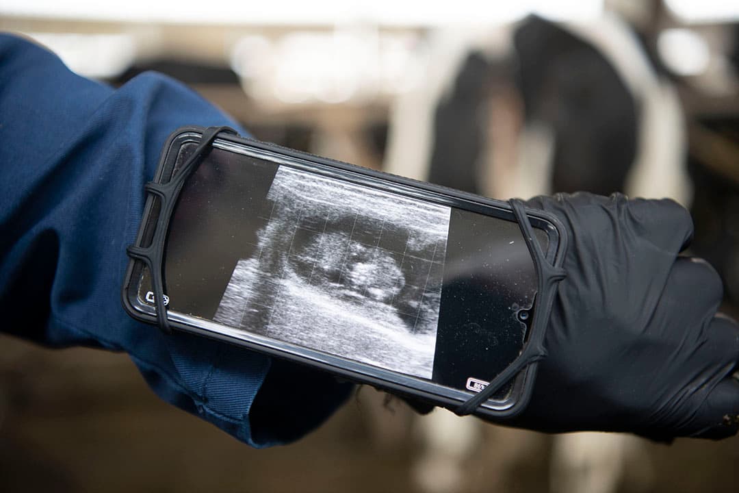 Het is met de scanner niet of nauwelijks aantoonbaar dat een koe wel drachtig is geweest maar dat ze het vruchtje in de eerste drie weken heeft verloren. - Foto: Mark Pasveer
