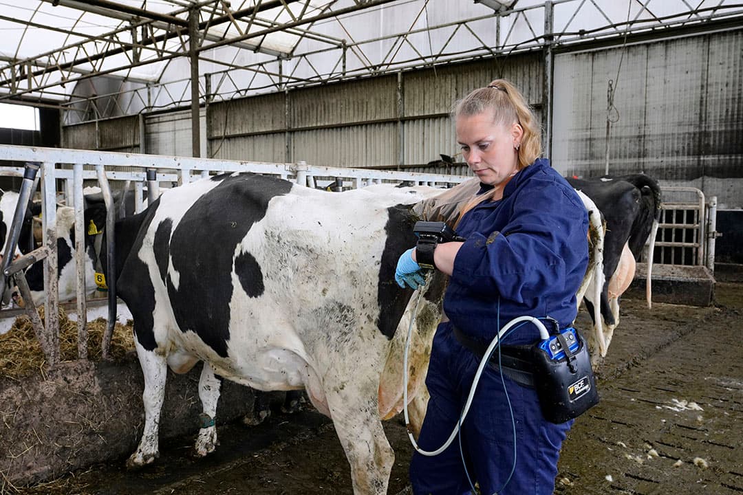 Een efficiënte melkproductie staat of valt met een goede vruchtbaarheid van je koeien. - Foto: Ruud Ploeg