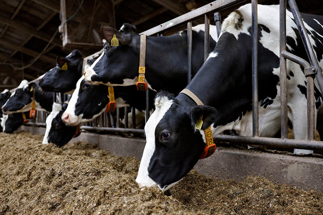 Het antibioticumverbruik in de melkveehouderij is met 2,4 dierdagdosering per jaar erg laag. - Foto: Ruud Ploeg