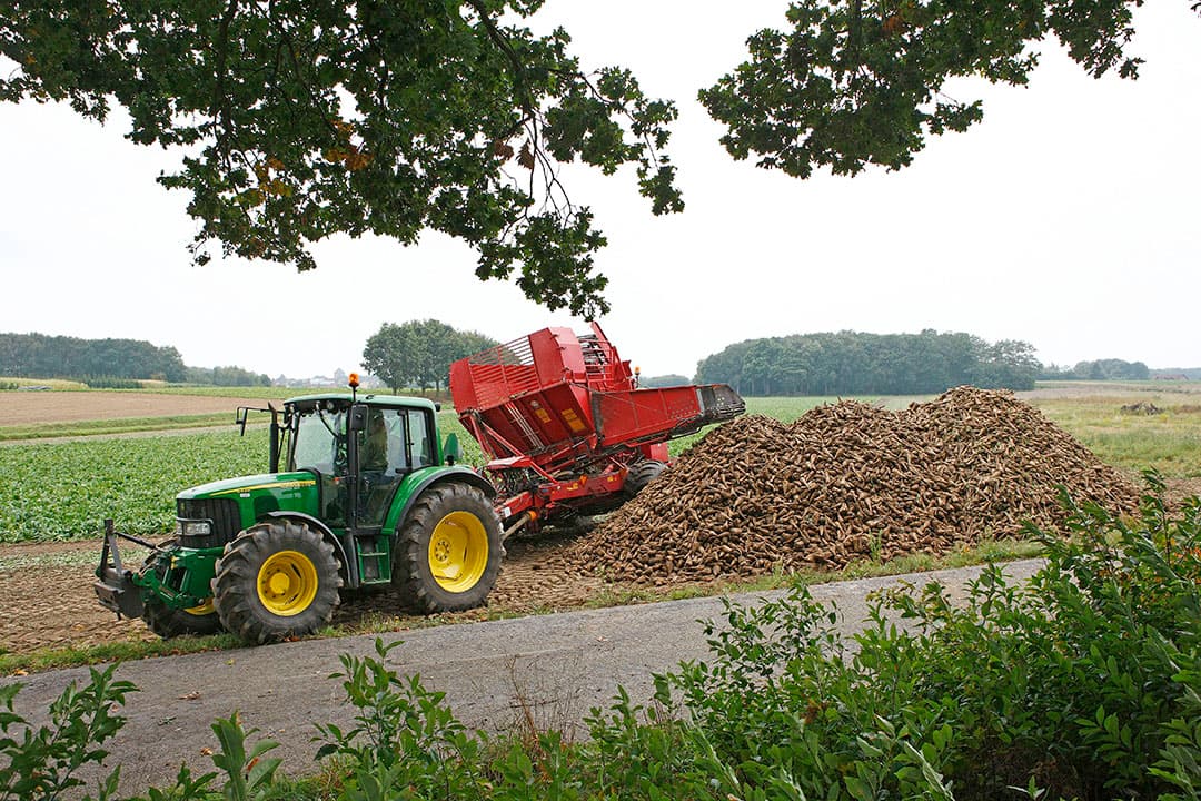 Oogst van cichorei. Om de teelt aantrekkelijk te houden biedt Sensus voor oogst 2022 een toeslag van €10 per ton. - Foto's: Hans Prinsen