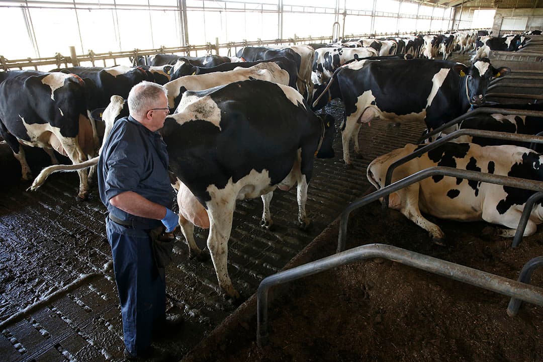 'Als je een korte wachtperiode hebt en de koeien raken slecht drachtig van de eerste inseminatie, wacht dan even een tocht af.' - Foto: Hans Prinsen