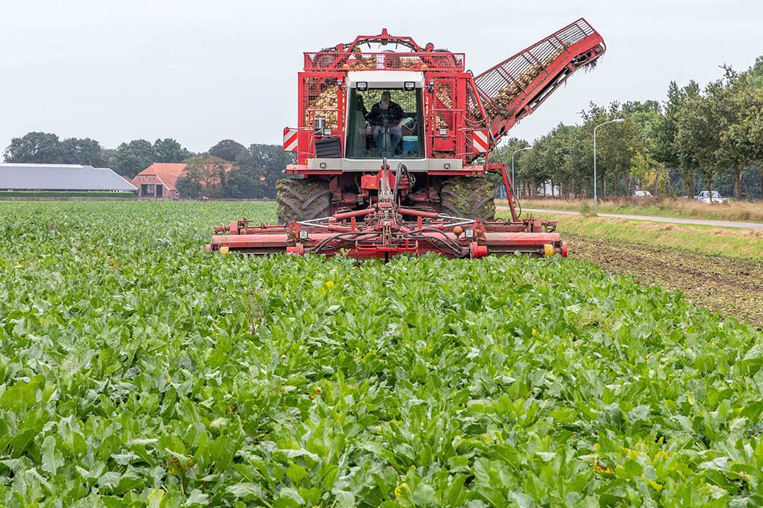 Oogst van suikerbieten door loonbedrijf Feunekes in Blijham (Gr.). De oogstomstandigheden zijn goed en er kan volgens planning geoogst worden. - Foto: Koos v.d. Spek