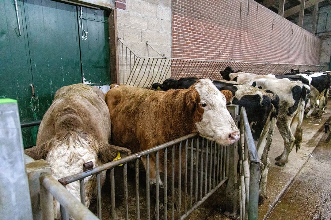 Het aanbod van slachtkoeien blijft op hetzelfde niveau als dat in de afgelopen weken.
