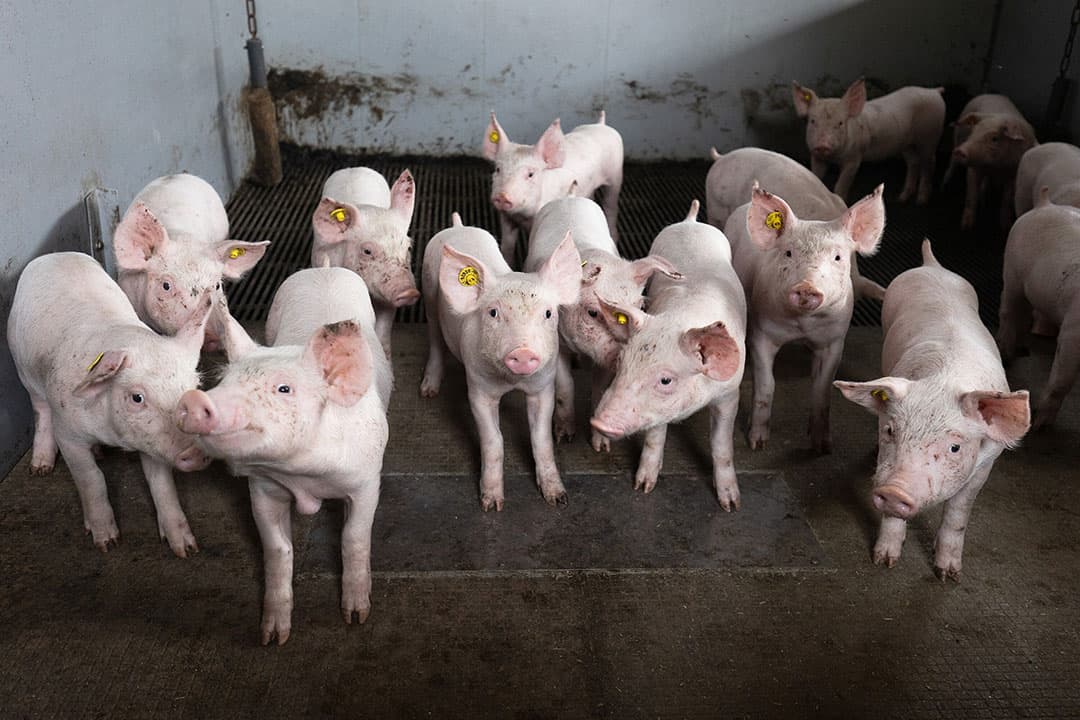 De verwachting is dat er nog geen eind aan de daling van de indexprijzen voor varkenshouders en vleesverwerkers komt. - Foto: Herbert Wiggerman