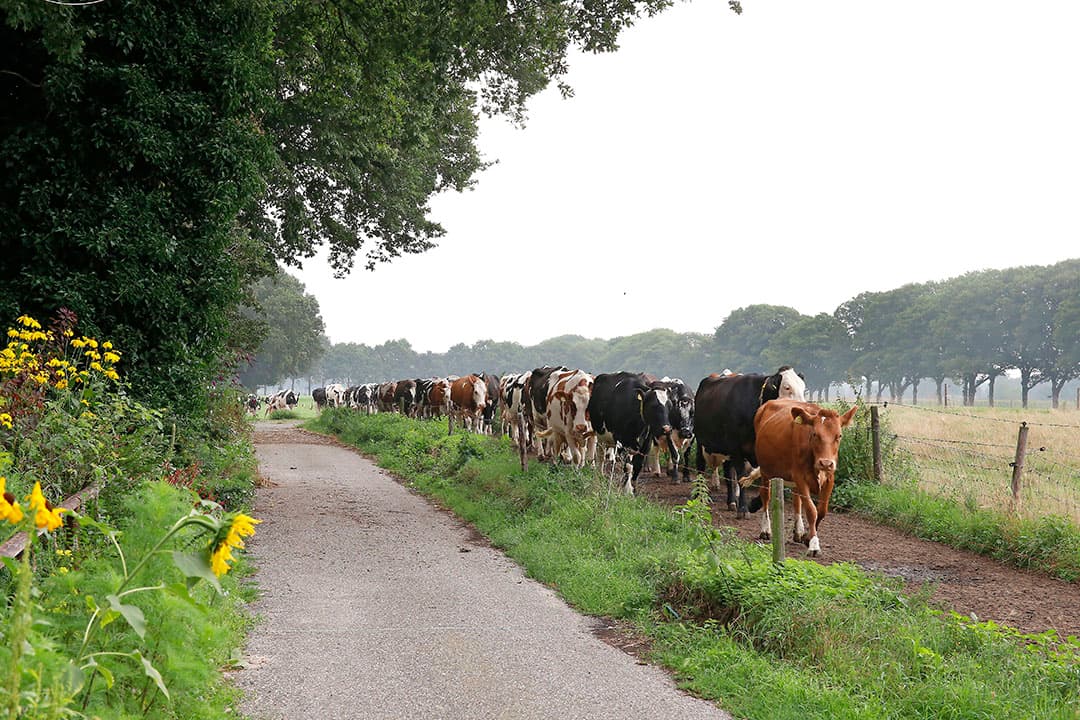 Weidegang is een belangrijke eis voor Beter Leven-zuivel. Het keurmerk is nog klein met zes veehouders en afzet bij supermarkt Jumbo. Er wordt wel met andere supermarkten gesproken over uitbreiding. - Foto: Hans Prinsen