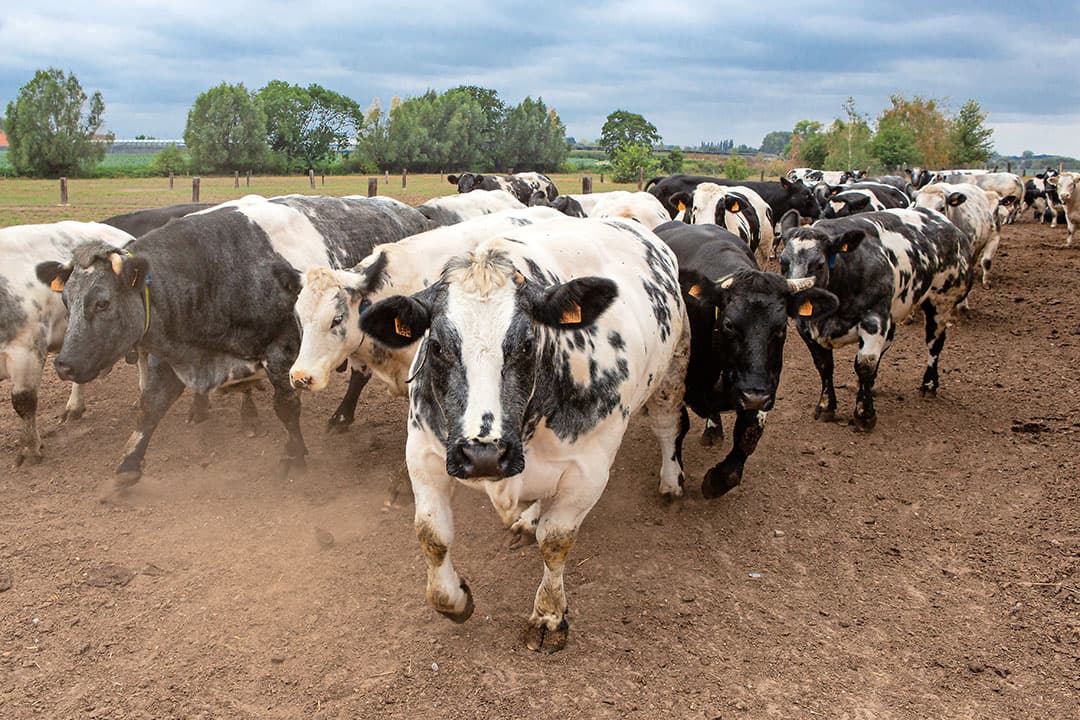 Belgisch Witblauwen op een groot Vlaams vleesveebedrijf. In 2019 telde Vlaanderen volgens Boerenbond 2.900 vleesveebedrijven met een zoogkoeienpremie. Dat waren er in 2014 nog ruim 5.000. De sector kromp de laatste jaren flink. - Foto: Peter Roek