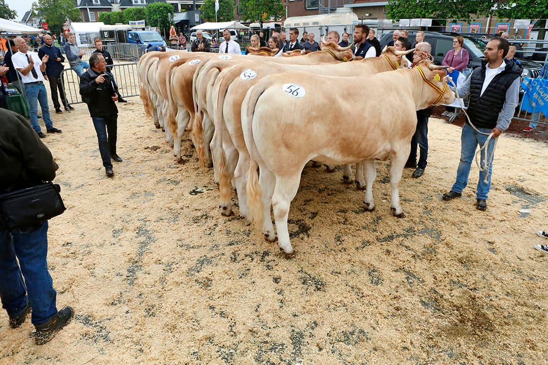 De vleesveekeuring in Enter ging dit jaar opnieuw niet door vanwege corona. Er was wel een succesvol alternatief in de vorm van een fotokeuring. Op de foto de vleesveekeuring in Enter in 2017. - Foto: Henk Riswick