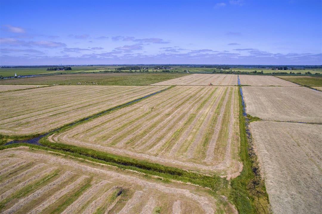 Veenweidegebied in Friesland. - Foto: ANP