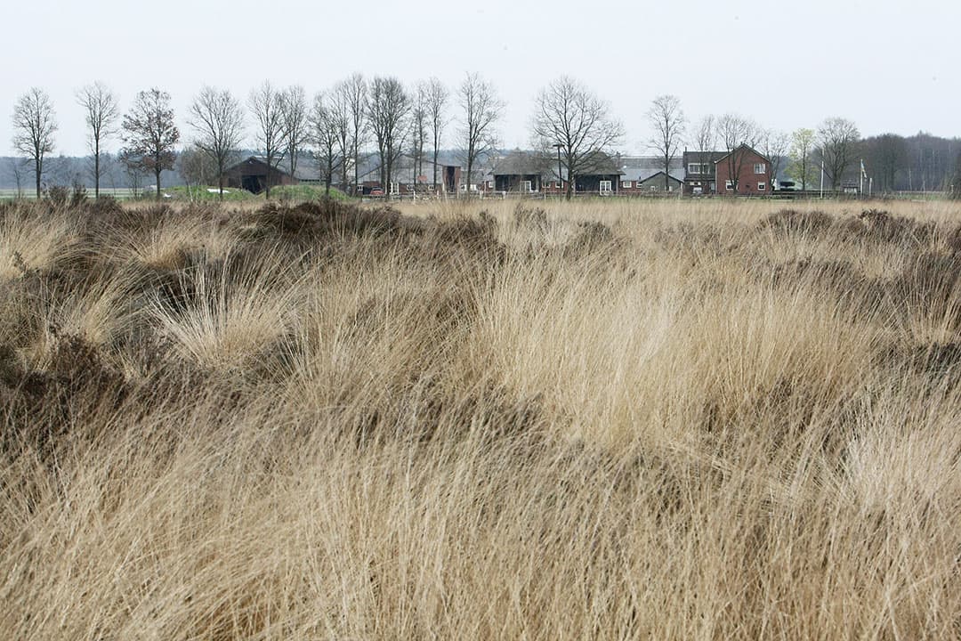 Natura 2000-gebied het Wierdense Veld. - Foto: Ronald HIssink