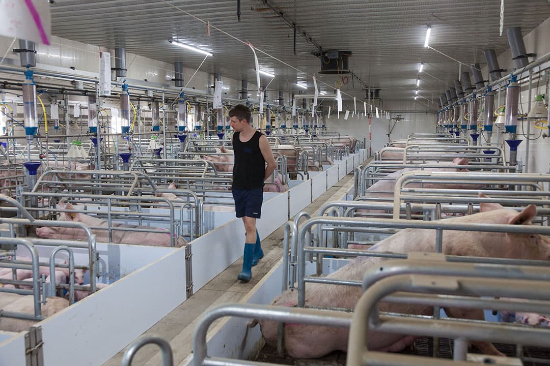 Bedrijven met een hoge efficiëntie hebben een goede structuur en strakke planning. De varkenshouder houdt regie laat niets aan het toeval over. - Foto: Joris Telders
