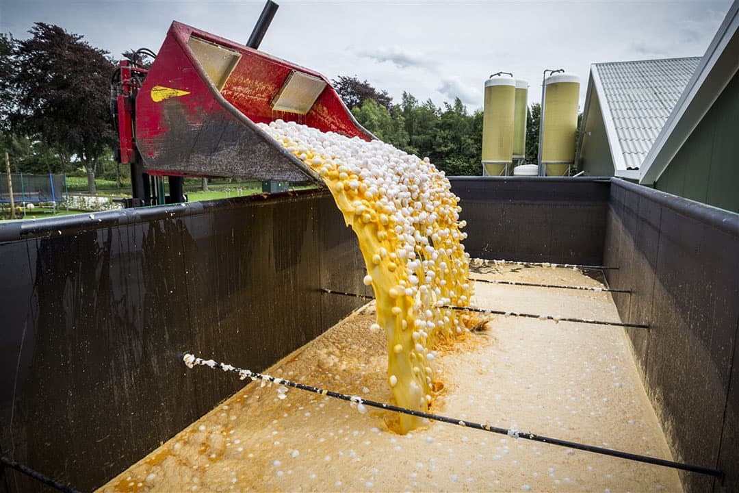 Mogelijk met fipronil verontreinigde eieren worden vernietigd bij een pluimveehouder in 2017. - Foto: ANP