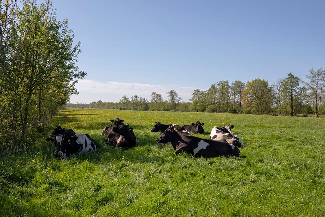 Foto: Anne van der Woude