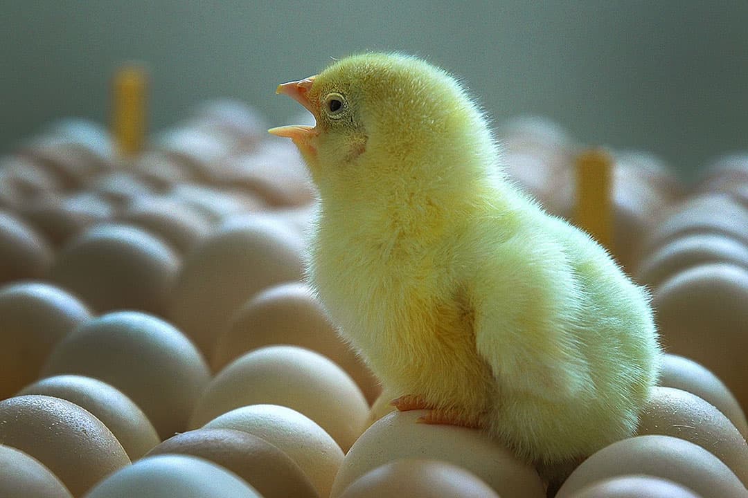 "Het besluit om doden van de kuikens te vermijden is volstrekt begrijpelijk. Maar het moet wel gefinancierd worden", aldus Frédéric Chartier van producentenvereniging UGPVB. - Foto: Canva