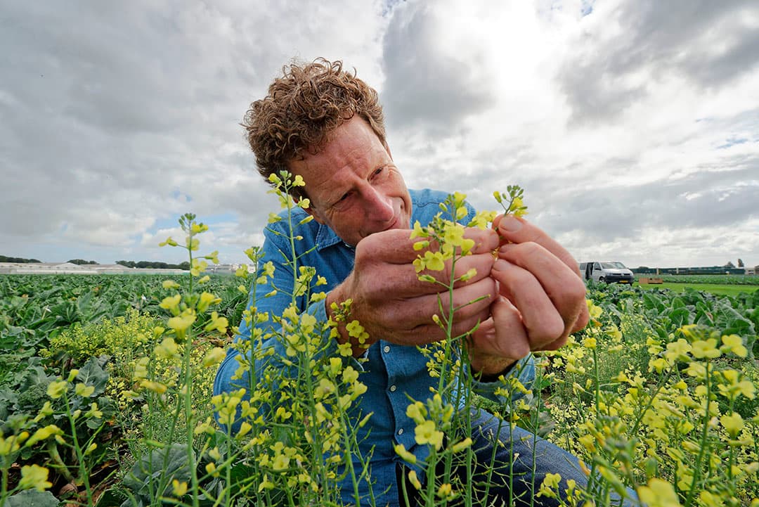 Veredelen is monnikenwerk. Het hele proces om een nieuw ras te ontwikkelen kost makkelijk vijftien tot twintig jaar. - Foto: Lex Salverda