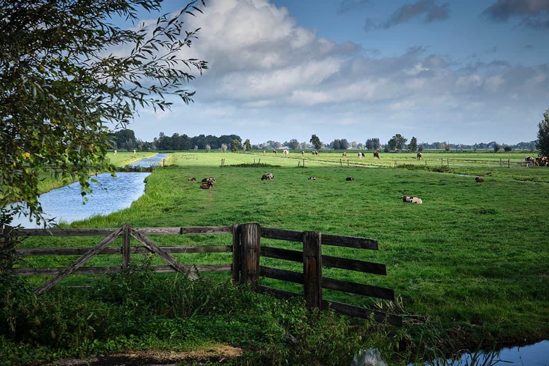 In het veenweidegebied levert de combinatie van landbouwgrasland en natuurgrasland een betere waterregulatie en biodiversiteit. - Foto: Roel Dijkstra