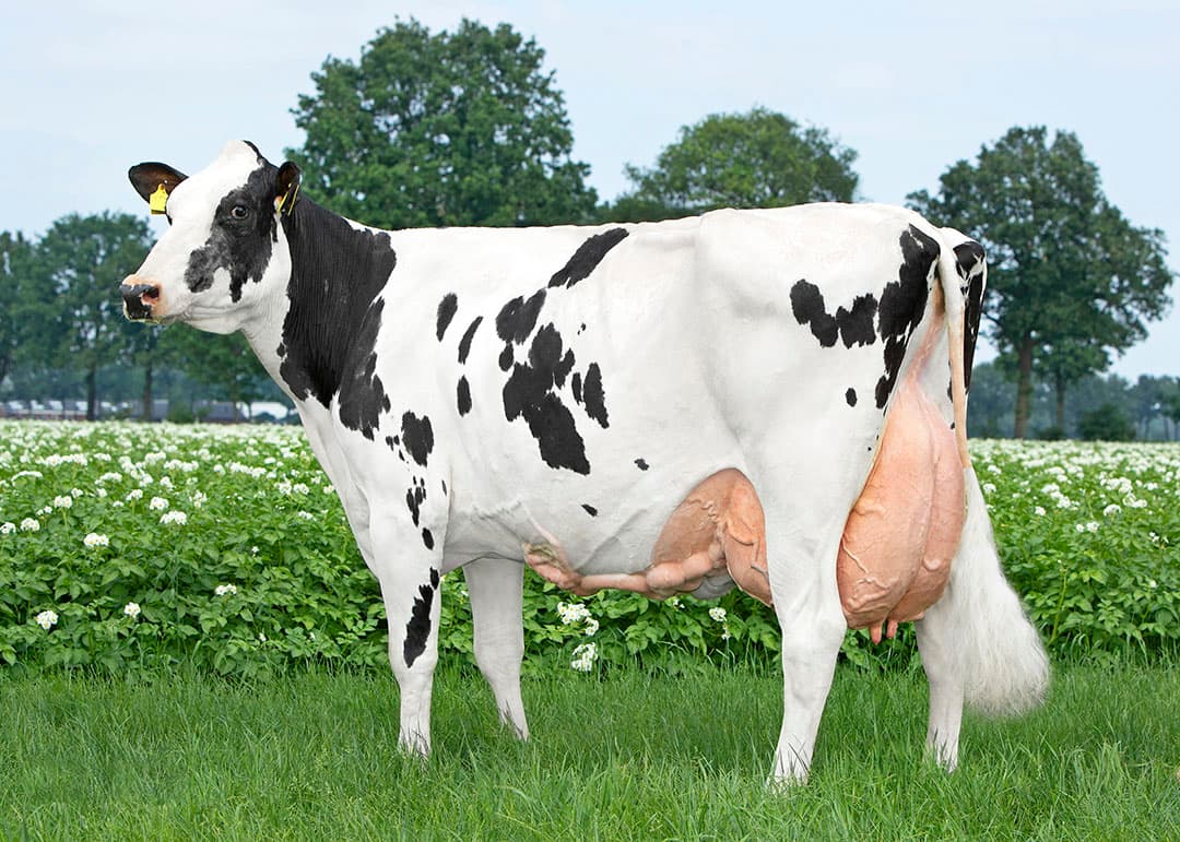 Peeldijker Liesje 992 (v. Bluejay), overgrootmoeder van Limbic, heeft 107.952 kilo met 4,43% vet en 3,61% eiwit op haar naam staan en is nog in productie. - Foto: Alger Meekma