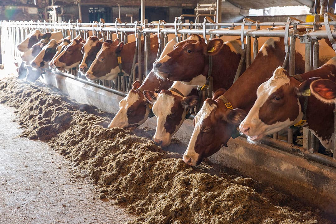 Veel mais in het rantsoen kan leiden tot dikkedarmverzuring. Verse koeien ondervinden daaar geen negatieve effecten van. - Foto: Koos Groenewold