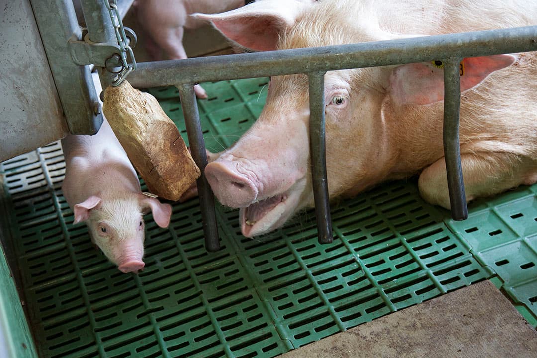 Varkens op een Duits varkensbedrijf dat meedoet aan Initiative Tierwohl. - Foto: Hans Banus