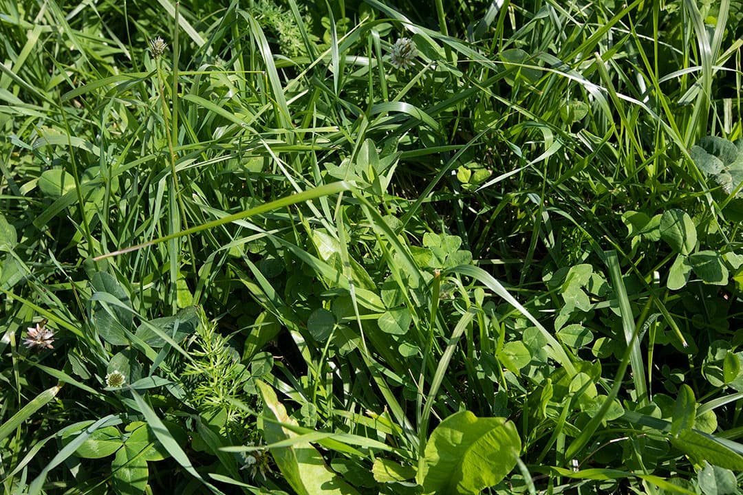 Kruidenrijk grasland in de praktijk. - Foto: Hans Banus