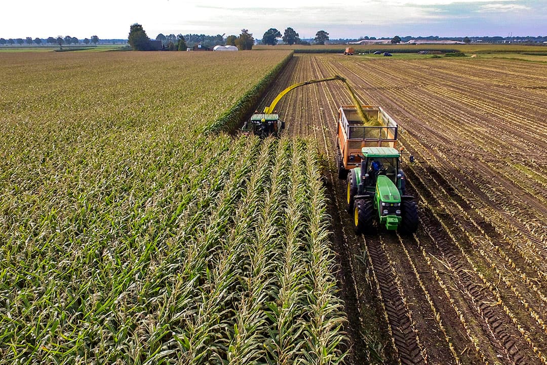 'Maisoogst wordt dit jaar een uitdaging', vertelt Arjan Lassche van KWS.