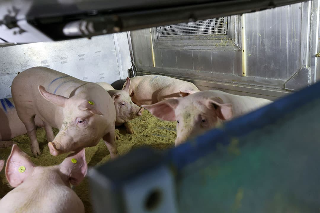 Nieuwe generaties gelten presteren op veel vlakken beter dan hun voorouders. Met name dankzij genomic selection gaat de genetische versnelling snel. Er komt nu aandacht voor moeilijker meetbare aspecten. - Foto's: Bert Jansen