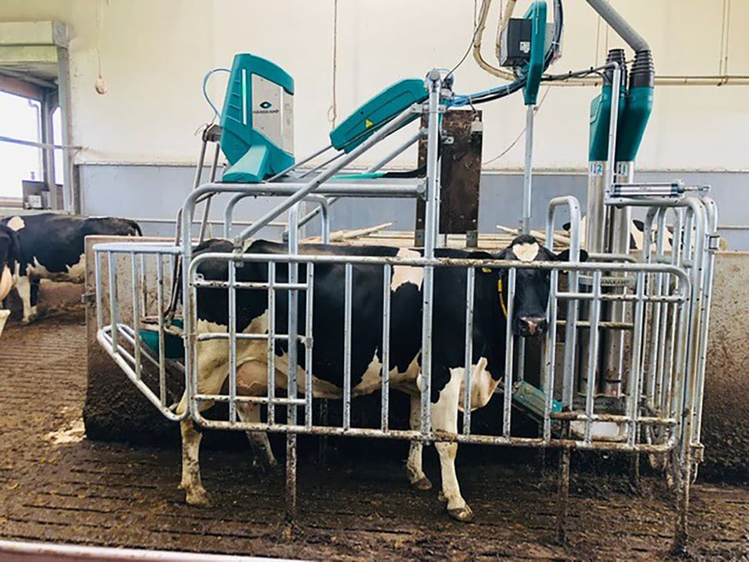 Het Koetoilet van Hankamp is een van de drie methoden die op Dairy Campus worden getest voor mestscheiden aan de bron. - Foto: Dairy Campus