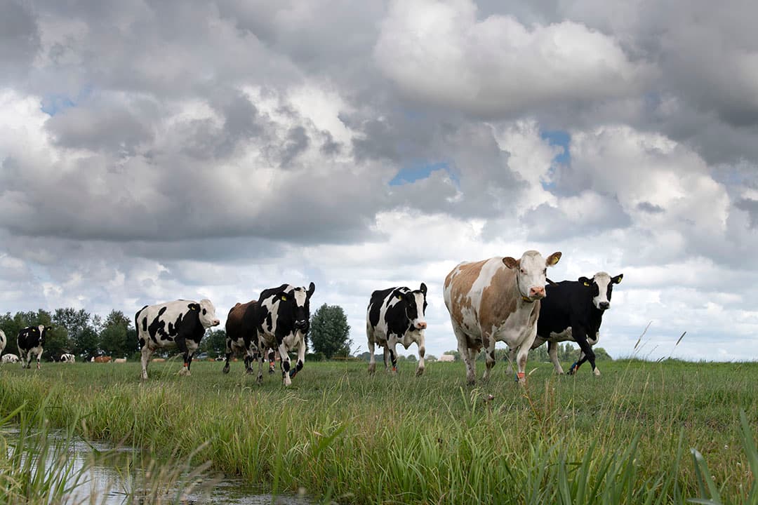 Het 7e actieprogramma nitraatrichtlijn verplicht bufferstroken van 2 tot 5 meter langs sloten. Het leidt tot minder mestplaatsingsruimte en heeft daardoor effect op de grondgebondenheid van melkveebedrijven. - Foto: mark pasveer