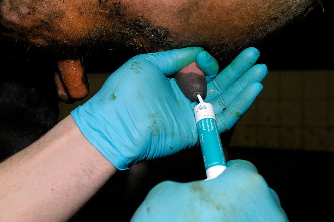 De middelen worden onder meer ingezet tegen bepaalde vormen van mastitis, luchtweg- en urineweginfecties en maag/darminfecties. - Foto: Penn Communicatie
