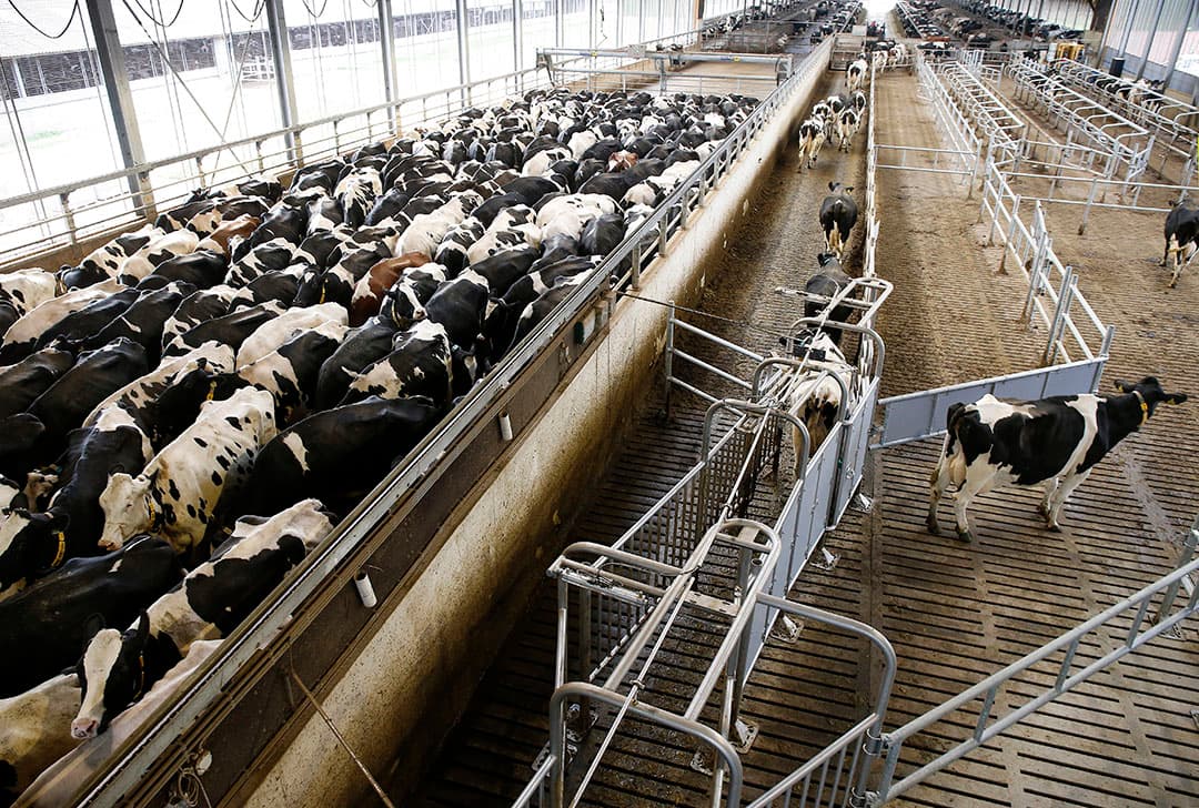 Koeien in de wachtruimte op het melkveebedrijf Vreba Melkvee in Vredepeel (L.). - Foto: Hans Prinsen