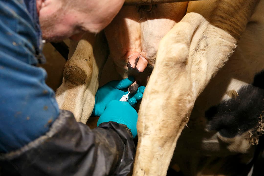De afkapwaarden celgetal worden gebruikt om te bepalen of een koe drooggezet moet worden met antibiotica of dat alleen bescherming via een teatsealer volstaat. - Foto: Hans Prinsen
