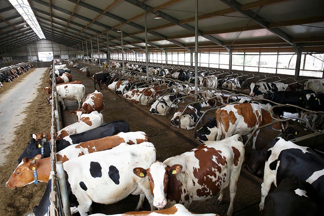De hogere voerkosten worden gecompenseerd door de hogere melkprijs en gestegen melkproductie. - Foto: Hans Prinsen