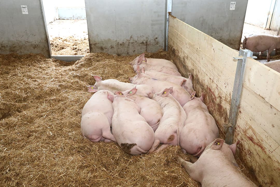 Een van de winnaars van de voorgaande versies was het Zonvarken, waarbij biggen tot de slacht in hetzelfde hok blijven. - Foto: Henk Riswick