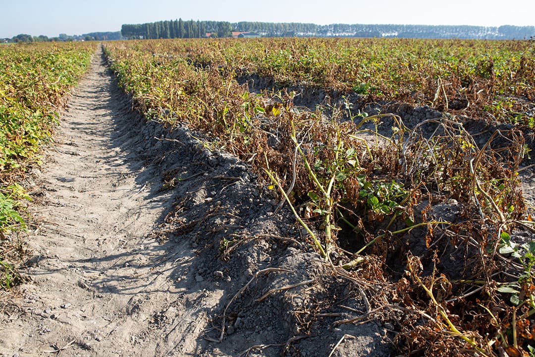 Variabel loofdoden bij Akkerbouwbedrijf De Meijer Haak V.O.F. in Hoek (Zeeland - Zeeuws Vlaanderen). Een veld volgroeide aardappelen in Waterlandkerkje. - Foto: Peter Roek