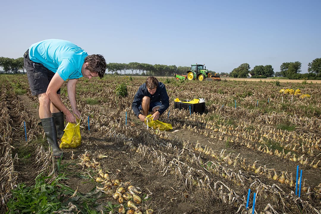 Terwijl Brian Salomé uien rooit rondom het proefveld verzamelen onderzoekers handmatig de uien voor metingen. - Foto: Peter Roek