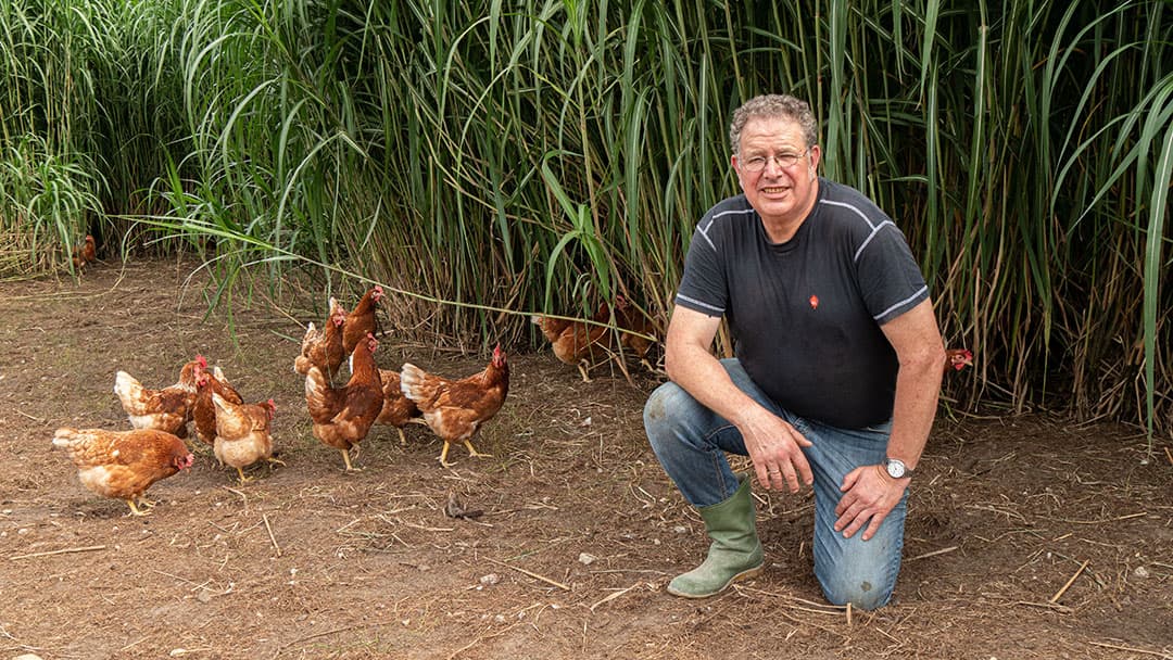 Pluimveehouder Wim de Vries houdt kippen (buiten lopend) en teelt olifantgras. - Foto: Galama Media