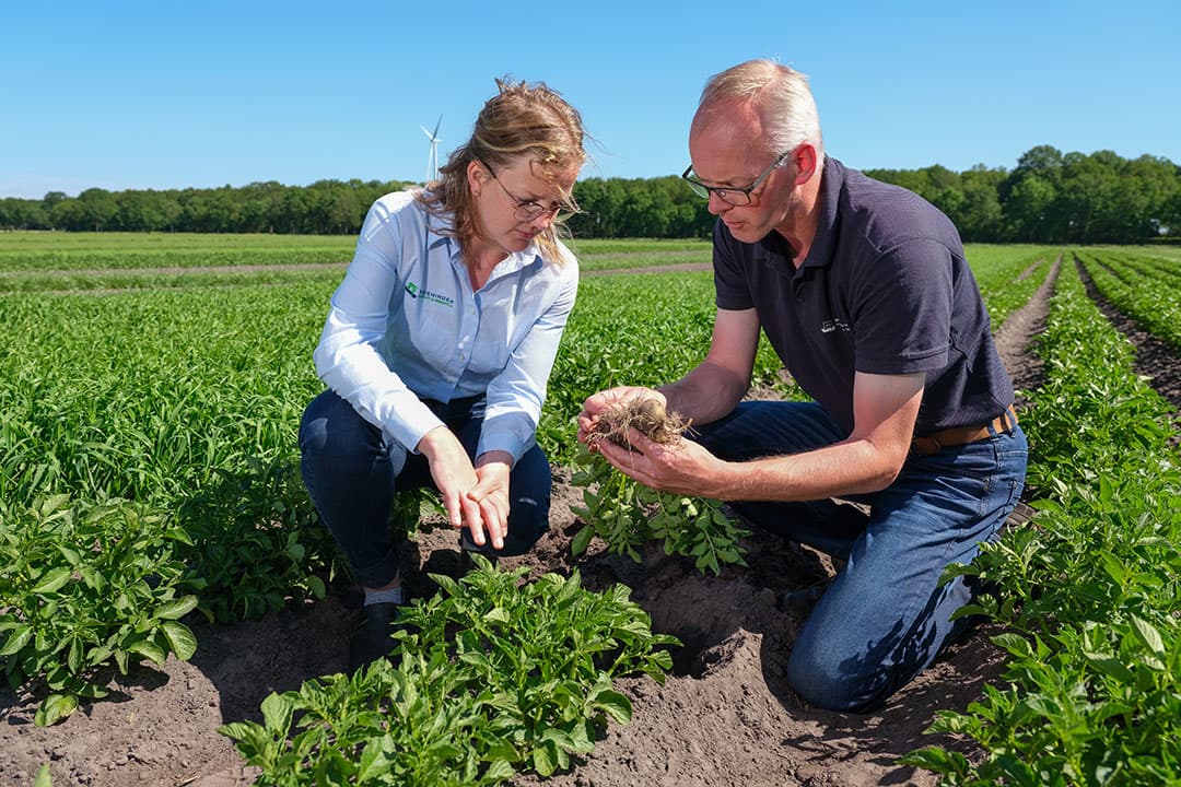 Gerard Hoekzema en Iris Visscher beoordelen een aardappelplant in strokenteelt op algemene indruk, ontwikkeling en aantal stengels. - Foto's: Jan Willem van Vliet