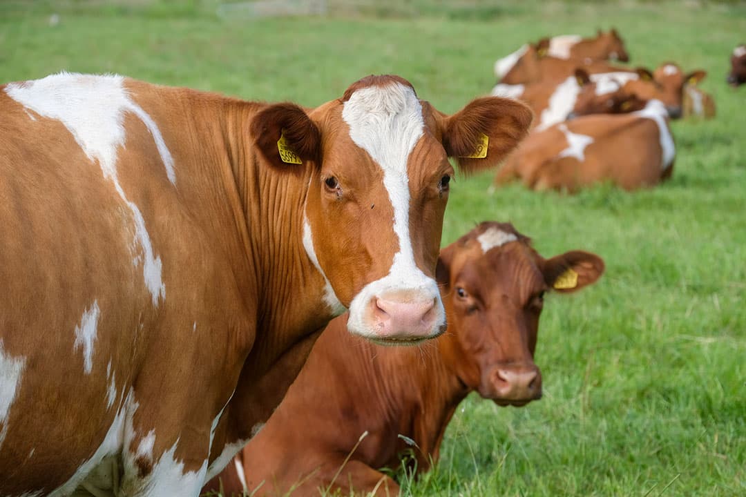 Fries Roodbont in de wei. Vrijwillig zullen er best veehouders bereid zijn om mee te gaan in een opkooptraject. - Foto: Jan Willem van Vliet